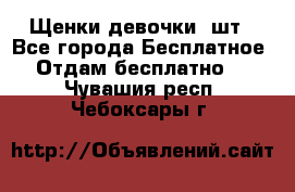 Щенки девочки 4шт - Все города Бесплатное » Отдам бесплатно   . Чувашия респ.,Чебоксары г.